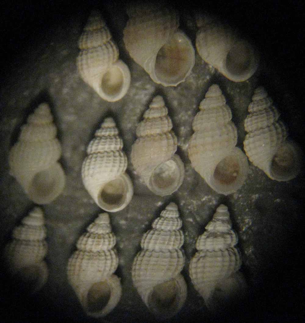 Alvania di profondit�